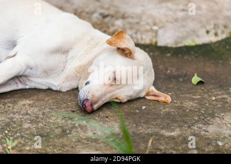 Einsamer, obdachloser Hund, der auf dem Bürgersteig schläft Stockfoto