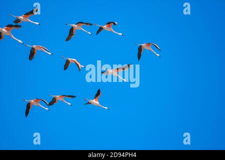 Chilenische Flamingos (Phönicopterus chilensis) im Flug, Nationalpark Torres del Paine, Chile, Südamerika Stockfoto