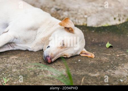Einsamer, obdachloser Hund, der auf dem Bürgersteig schläft Stockfoto