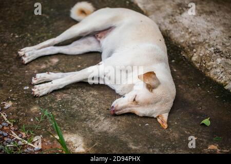 Einsamer, obdachloser Hund, der auf dem Bürgersteig schläft Stockfoto
