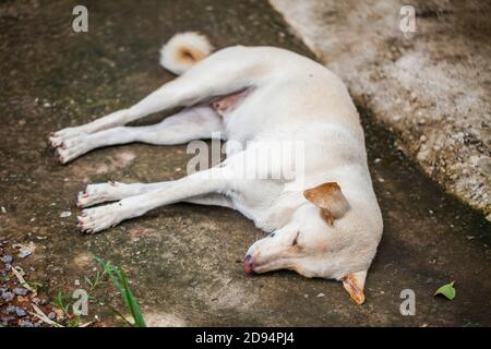 Einsamer, obdachloser Hund, der auf dem Bürgersteig schläft Stockfoto