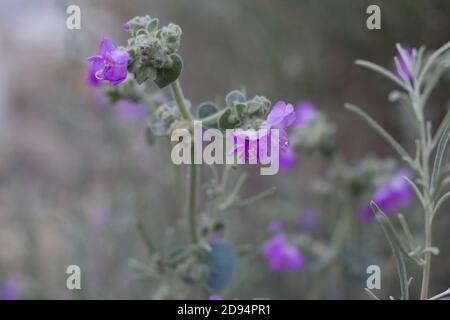 Purple Dolde Blütenstände, Wishbone Bush, Mirabilis laevis, Nyctaginaceae, native Staude, San Bernardino Mountains, Transverse Ranges, Sommer. Stockfoto