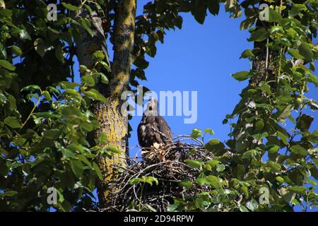 Ein junger Weißkopfseeadler, der am Rande eines sitzt Nest mit einem Kreis von blauen Himmel auf der rechten Seite Und oben beringt von den Blättern Stockfoto