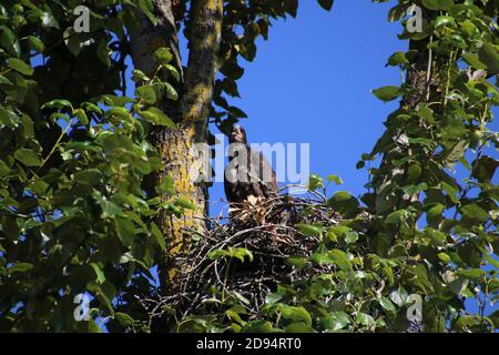 Ein junger Weißkopfseeadler, der am Rande eines sitzt Nest mit einem Kreis von blauen Himmel auf der rechten Seite Und oben beringt von den Blättern Stockfoto
