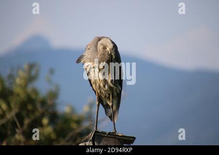 Ein großer blauer Reiher, der auf einem Vogelhaus auf einem Pfosten steht, der sich preening. Der Hintergrund dahinter ist verschwommen und enthält Büsche Stockfoto