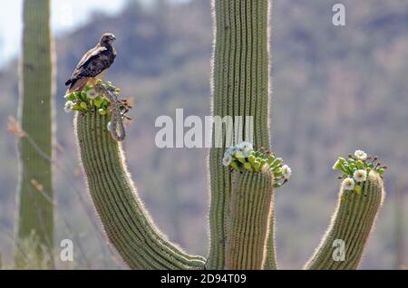 Rotschwanz-Falke (Buteo jamaicensis) mit Sonoran-Gopher-Schlange in Talonen Stockfoto