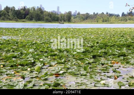 Ein Blick auf einen See gefüllt mit Seerosen und Blumen mit einem Dock auf der Rückseite des Sees Und Wolkenkratzer, die über den Bäumen im Hintergrund ragen Stockfoto