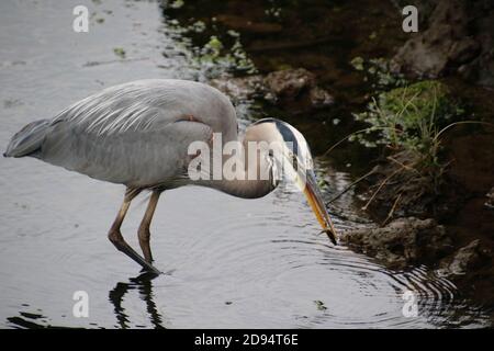 Ein großer blauer Reiher watend in einem Bach mit einem Kleiner Fisch, den er in seinem Mund gefangen Stockfoto