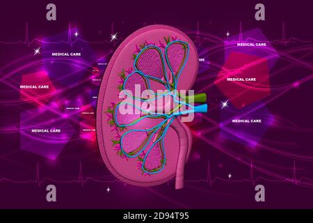 Menschliche Niere im abstrakten Hintergrund Stockfoto