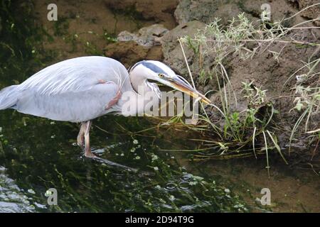 Ein großer blauer Reiher mit einem Fisch im Schnabel Die es gerade auf der Seite eines Baches gefangen In der Nähe des Ufers Stockfoto