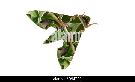 Daphnis nerii der Oleander Hawk-Motte isoliert auf weißem Hintergrund mit Beschneidungspfad Stockfoto