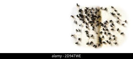 Eine Menge Fliegenstick Catcher klebrige Fliegenfalle Schließen Oben von vielen fliegen auf dem weißen Hintergrund Stockfoto