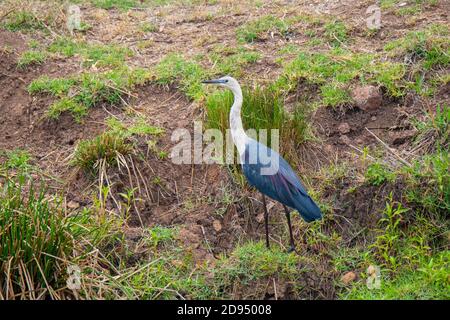 Pacific Heron Ardea pacifica O'Reilly's Rainforest Retreat, Queensland, Australien 13. November 2019 Erwachsene Ardeidae AKA White-necked sie Stockfoto