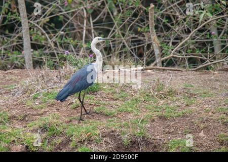 Pacific Heron Ardea pacifica O'Reilly's Rainforest Retreat, Queensland, Australien 13. November 2019 Erwachsene Ardeidae AKA White-necked sie Stockfoto