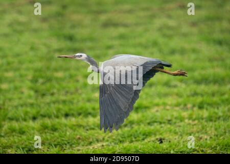 Weißgesichtige Reiher Egretta novaehollandiae Sydney, New South Wales, Australien 14. November 2019 Erwachsene Ardeidae Stockfoto