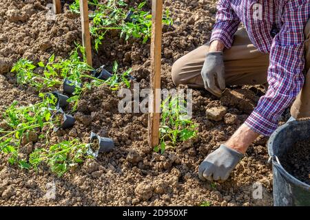 Frühjahrspflanzung, Senior Hand Transplantation einer Tomate Sämling in Boden. Selektiver Fokus. Stockfoto