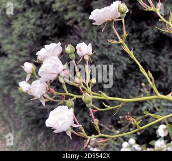 Kleine weiße Rosen von hellrosa Büschen blühen auf der Straße im Garten. Schönes Bouquet von weißen Rosen auf dunkelgrünem Hintergrund. Blumen mit s Stockfoto