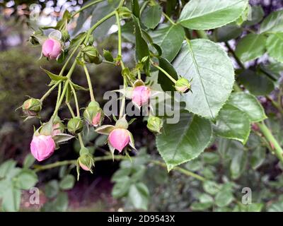 Viele kleine rosa Rosen Knospen auf Busch Nahaufnahme im Garten. Pflege von Gartenrosen Büschen Stockfoto