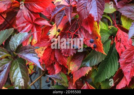 Mehrfarbige Herbstblätter an großen Herbsttag Stockfoto