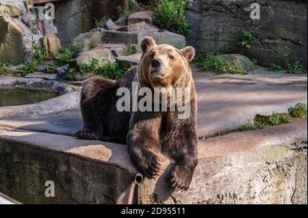 Großer Braunbär liegt auf Felsen im Zoo, horizontale Ausrichtung, Nahaufnahme Stockfoto