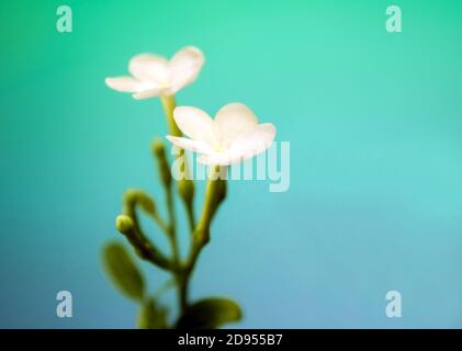 Weiße Blüten, klein und zerbrechlich, Blütenblume von Gardenia Crape Jasmine Stockfoto