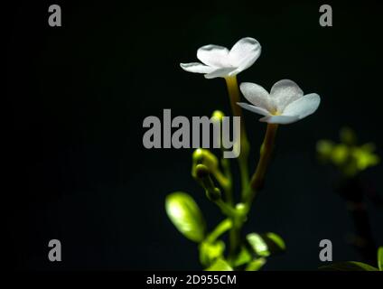 Weiße Blüten, klein und zerbrechlich, Blütenblume von Gardenia Crape Jasmine Stockfoto