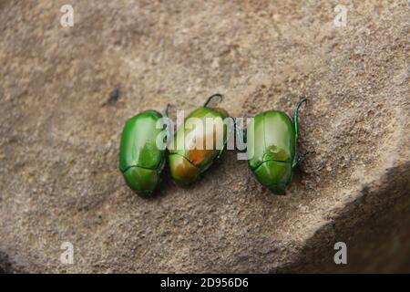 Der leuchtend grüne Käfer oder Cotinis mutabilis ist ein nachtaktives Tier. Drei grüne Käfer auf braunem Felsenhintergrund Stockfoto