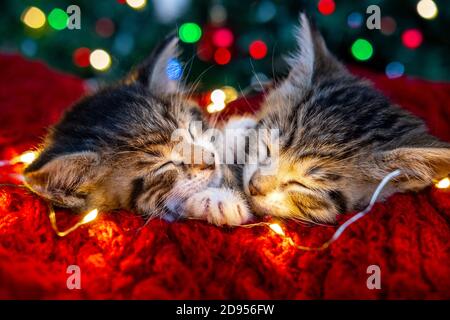 Weihnachtskatzen. Zwei niedliche kleine gestreifte Kätzchen schlafen auf festlichen Urlaub Hintergrund. Kitty mit Weihnachtsbeleuchtung Stockfoto