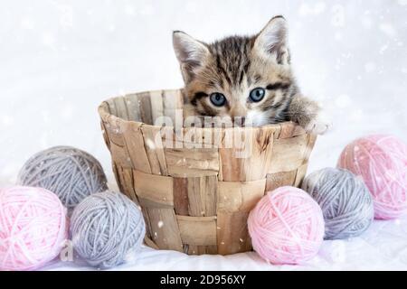 Gestreiftes Kätzchen sitzt im Korb mit rosa und grauen Kugeln skeins von Faden auf weißem Bett. Niedliche kleine Katze Stockfoto