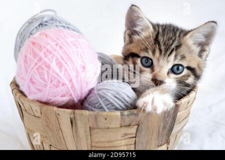 Gestreiftes Kätzchen sitzt im Korb mit rosa und grauen Kugeln skeins von Faden auf weißem Bett. Niedliche kleine Katze Stockfoto