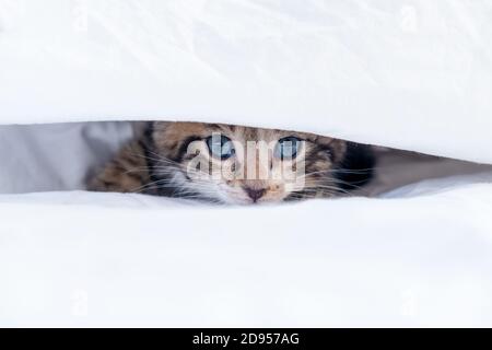 Kleines gestreiftes Kätzchen schaut unter der Decke heraus. Konzept der entzückenden Haustiere. Stockfoto