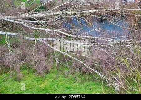 In der Nähe von fünf großen Birken sind niedergeworfene im Garten auf Holz grau garage Dach nach einem starken Tornado und Flügel Sturm. Desaster für Versicherungsunternehmen in F Stockfoto