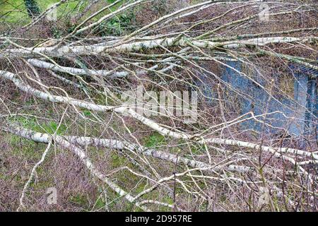 In der Nähe von fünf großen Birken sind niedergeworfene im Garten auf Holz grau garage Dach nach einem starken Tornado und Flügel Sturm. Desaster für Versicherungsunternehmen in F Stockfoto