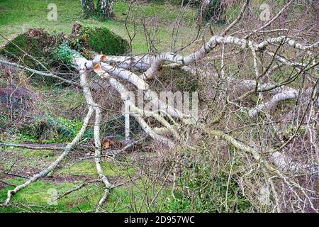 Fünf große Birken sind niedergeworfene im Garten nach einem starken Tornado und Flügel Sturm. Desaster für Versicherung in Frankreich Europa Stockfoto