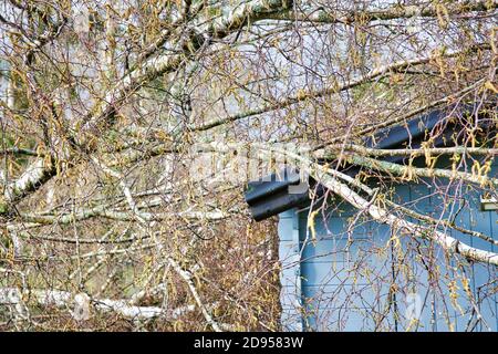 In der Nähe von fünf großen Birken sind niedergeworfene im Garten auf Holz grau garage Dach nach einem starken Tornado und Flügel Sturm. Desaster für Versicherungsunternehmen in F Stockfoto