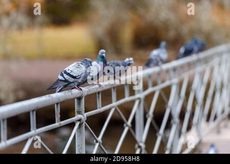 Tauben sitzen auf der Brücke im Herbstpark Stockfoto