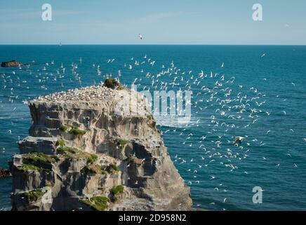 Große Schar von Möwen fliegen über Muriwai Gannet Colony, Waitakere, Auckland Stockfoto