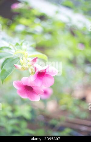 Tropische rosa Blüten auf einem grünen unscharfen Hintergrund. Selektiver Fokus Stockfoto