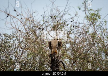 Nachzügler oder Lugger Falke oder Falco Jongger Portrait mit Flügeln Öffnen Sie im Tal chhapar blackbuck Heiligtum churu rajasthan indien Stockfoto