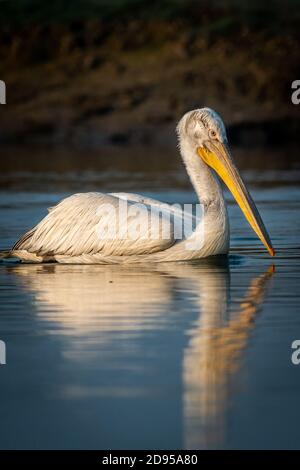 dalmatinischer Pelikan oder pelecanus crispus mit Reflexion im Wasser Während der Winterwanderung im Feuchtgebiet des keoladeo ghana National Park bharatpur Stockfoto