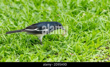 Männlich Oriental Magpie Robin Kommissionierung einen Wurm aus dem Boden Stockfoto