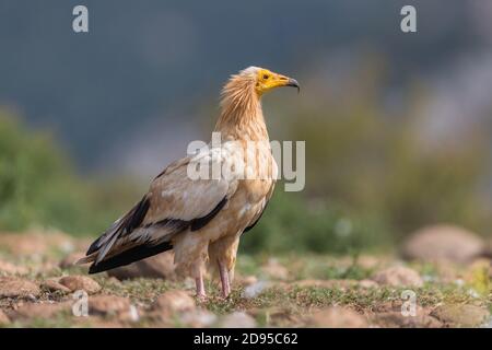 Adulter ägyptischer Geier (Neophron percnopterus) in Katalanisch vor den Pyrenäen, Katalonien, Spanien Stockfoto