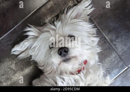 Draufsicht auf einen niedlichen weißen Bichon Maltes Welpen liegen Auf dem Boden Stockfoto