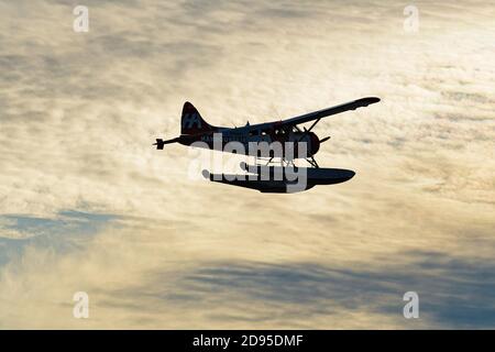 Richmond, British Columbia, Kanada. November 2020. Ein De Havilland Canada DHC-2 Mk.1 Biberfloatplane (C-FFHA), das nach dem Start zur Harbour Air gehört. Quelle: Bayne Stanley/ZUMA Wire/Alamy Live News Stockfoto