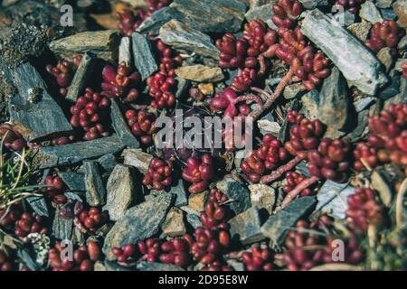 Nahaufnahme einer runden, spitzen, violetten Pflanze, umgeben von roten Blättern aus Sedum in der Natur Stockfoto