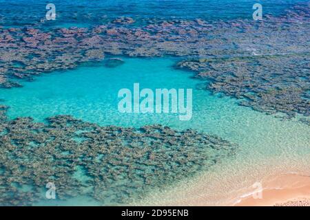 Korallenriff in Hanauma Bay, Oahu, Hawaii. Ideal zum Schwimmen oder Schnorcheln. Stockfoto