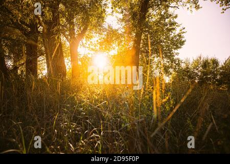 Schöner Sonnenuntergang Sonnenaufgang Sonne Sonnenschein Durch Grünes Gras Im Sonnigen Sommerwald. Sonnenlicht In Frischem Waldgras Stockfoto