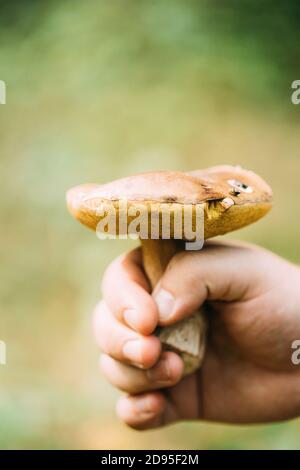 Pilzleccinum In Der Hand Von Pilzsammler Im Wald Stockfoto