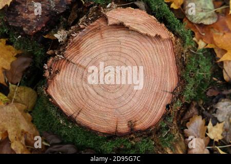 Jahresringe an einem frischen Schnitt eines Baumes Stockfoto