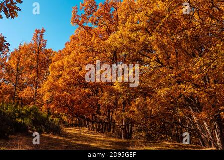 Schöner Morgen im herbstlichen Park mit Kastanien, Eichen und Buchen in Spanien Stockfoto